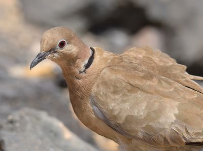 African Collared Dove