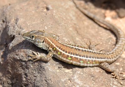 Atlantic Lizard