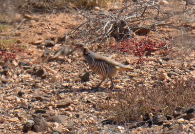 Barbary Partridge
