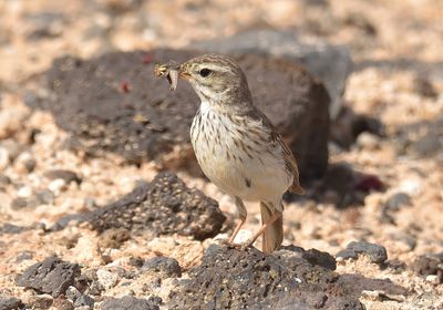 Berthelots Pipit