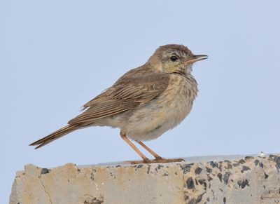 Berthelots Pipit