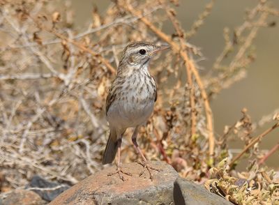 Berthelots Pipit