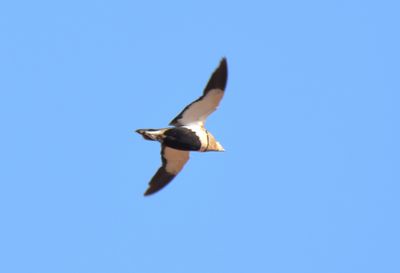 Black-bellied Sandgrouse