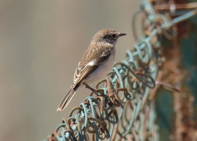 Canary Islands Stonechat