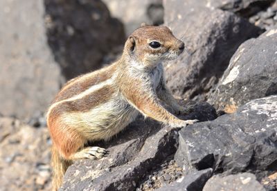 Chipmunk