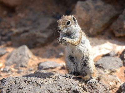 Chipmunk