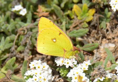 Clouded Yellow