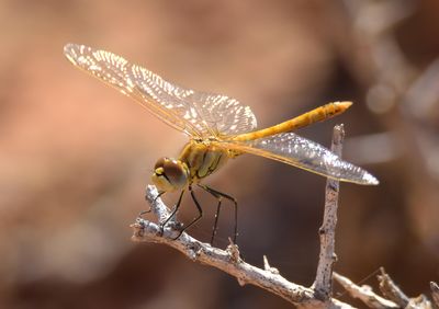 Red-veined Darter