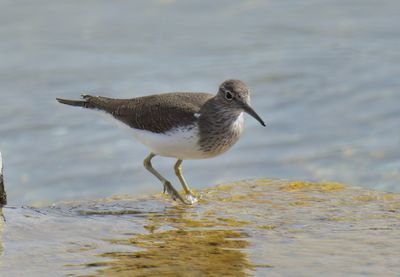 Common Sandpiper