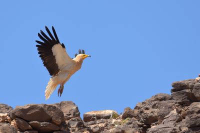 Egyptian Vulture