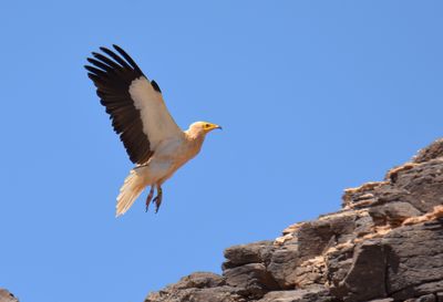 Egyptian Vulture