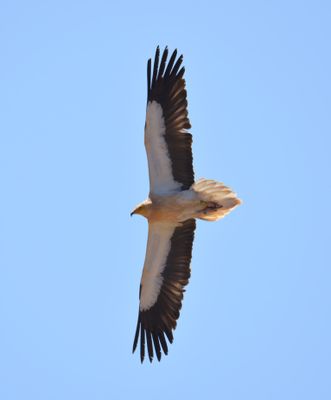 Egyptian Vulture