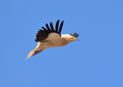 Egyptian Vulture