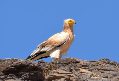 Egyptian Vulture