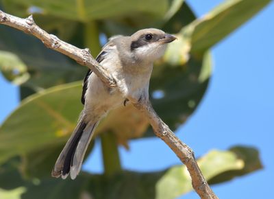Southern Grey Shrike