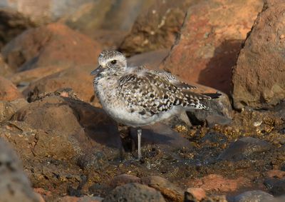Grey Plover