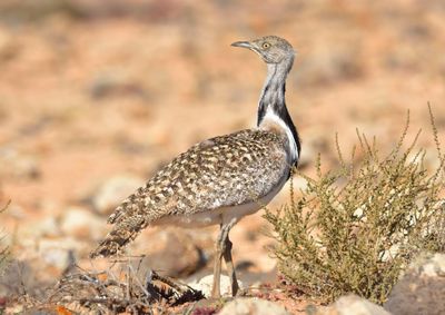 Houbara Bustard