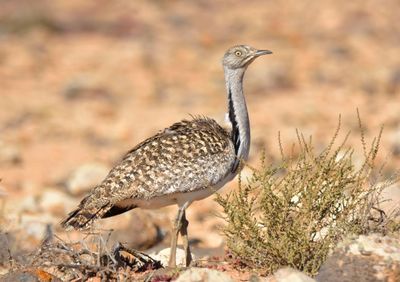 Houbara Bustard