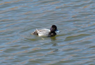 Lesser Scaup