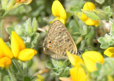 Long-tailed Blue