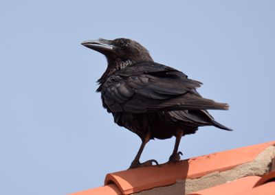 Raven