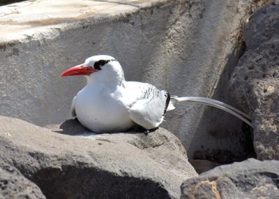 Red-billed Tropicbird