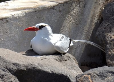 Red-billed Tropicbird