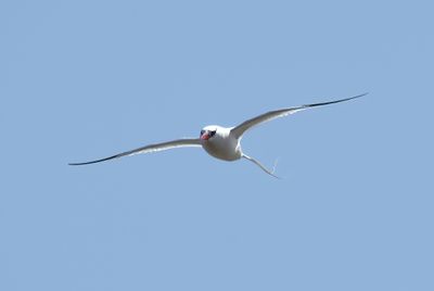Red-billed Tropicbird
