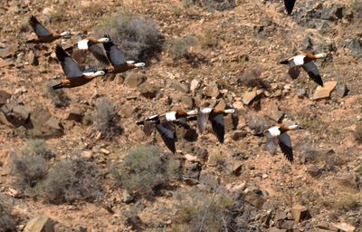 Ruddy Shelduck