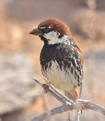 Spanish Sparrow