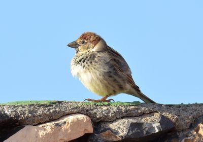 Spanish Sparrow