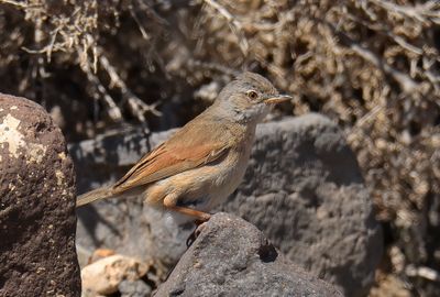 Spectacled Warbler