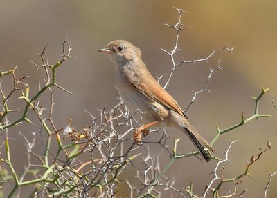 Spectacled Warbler