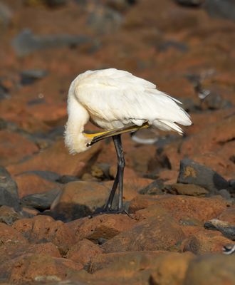 Spoonbill
