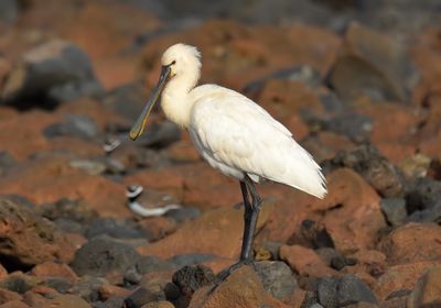 Spoonbill