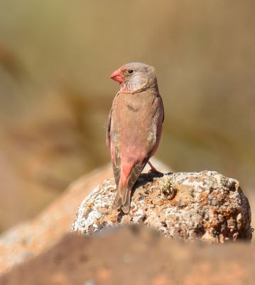 Trumpeter Finch