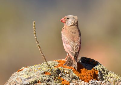 Trumpeter Finch