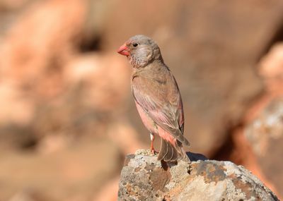 Trumpeter Finch