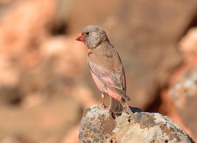 Trumpeter Finch