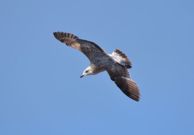 Yellow-legged Gull