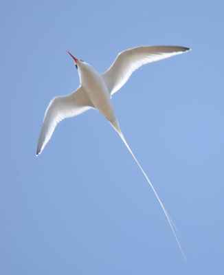 Red-billed Tropicbird
