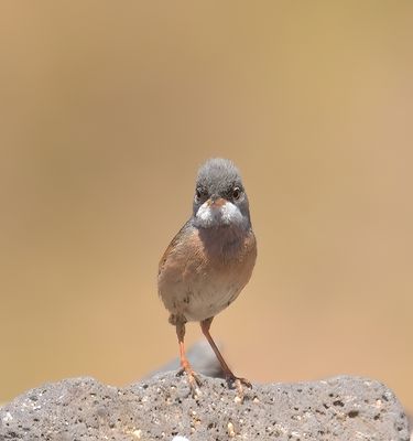 Spectacled Warbler