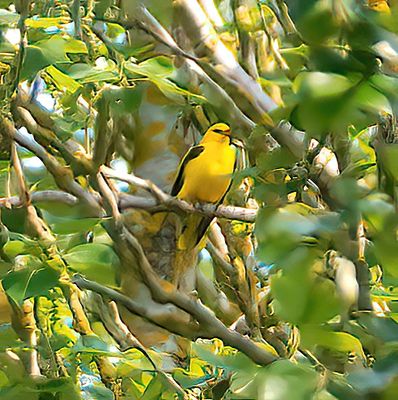 GOLDEN ORIOLE