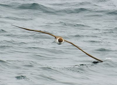 Great Shearwater