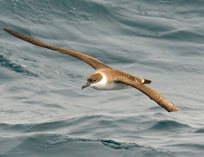 Great Shearwater