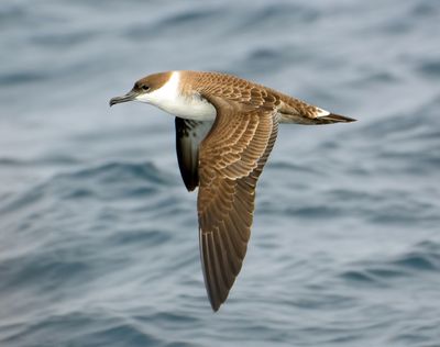 Great Shearwater 