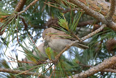 Asian Desert Warbler 