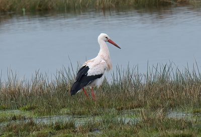 White Stork