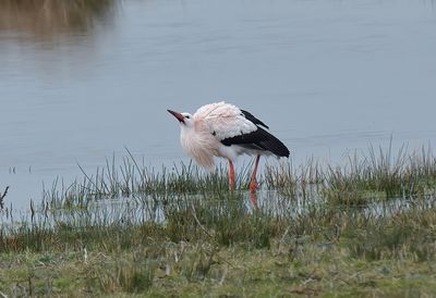 White Stork