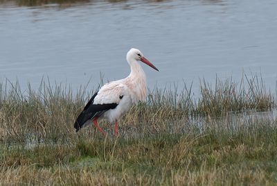 White Stork